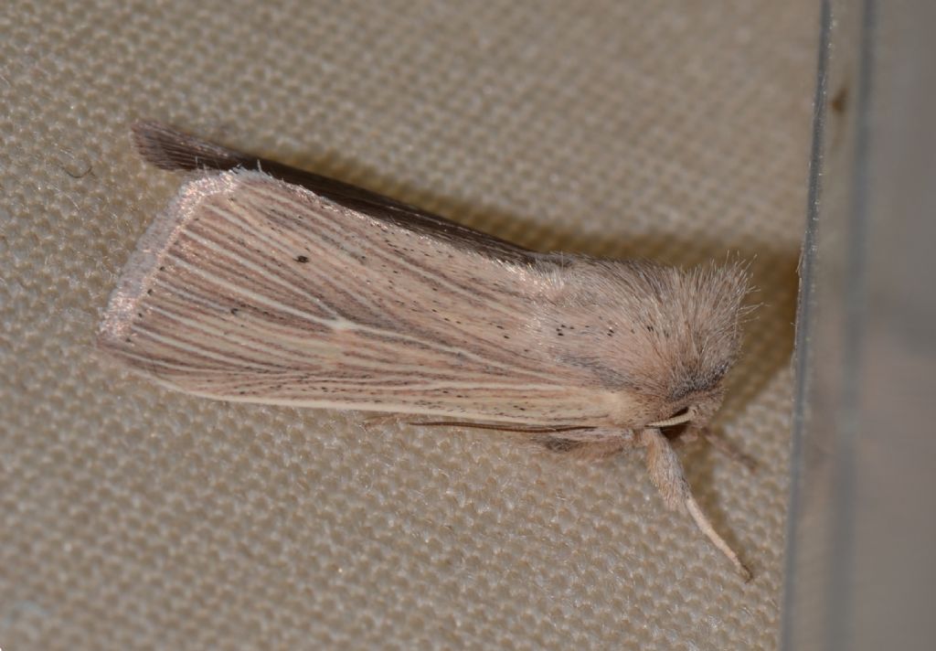 Mythimna sp. (Noctuidae)